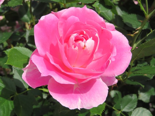 f:id:ushidama:20190528062318j:plain