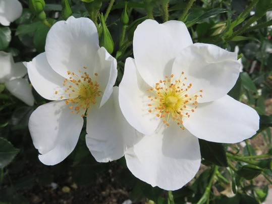 f:id:ushidama:20190528062431j:plain