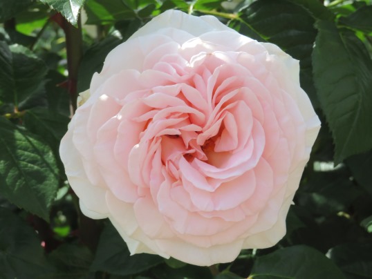 f:id:ushidama:20190528063232j:plain