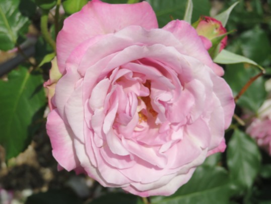 f:id:ushidama:20190528063435j:plain