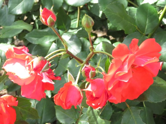 f:id:ushidama:20190528064202j:plain