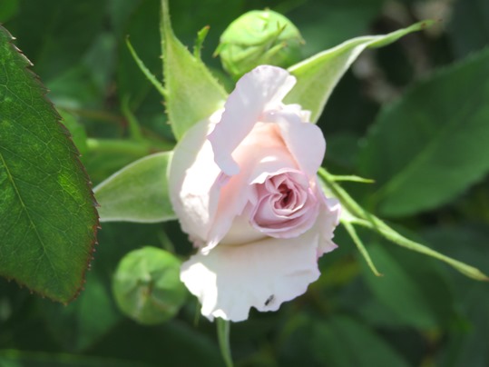 f:id:ushidama:20190528064318j:plain