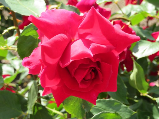 f:id:ushidama:20190528064451j:plain