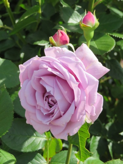 f:id:ushidama:20190528064753j:plain