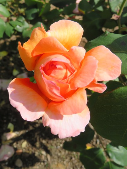 f:id:ushidama:20190528064914j:plain