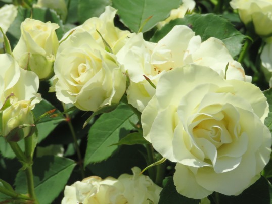 f:id:ushidama:20190528065354j:plain