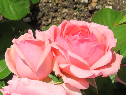 f:id:ushidama:20190528065827j:plain