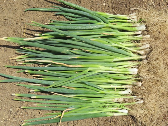 f:id:ushidama:20190607114149j:plain