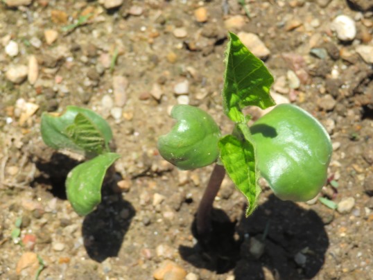 f:id:ushidama:20190618064938j:plain f:id:ushidama:20190618064938j:plain