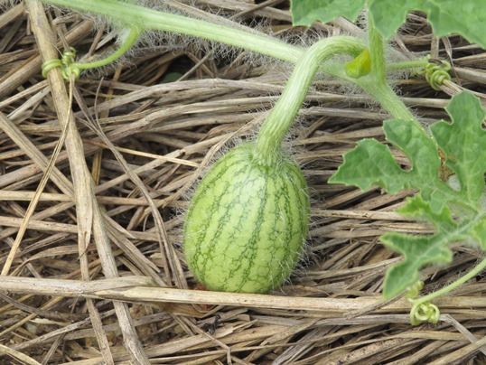 ウリ科野菜の花と実 Ushidama Farm