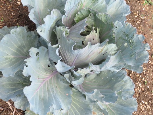 f:id:ushidama:20190702140416j:plain f:id:ushidama:20190702140416j:plain