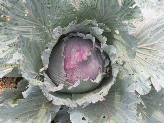 f:id:ushidama:20190702140859j:plain f:id:ushidama:20190702140859j:plain