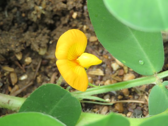 f:id:ushidama:20190704064837j:plain