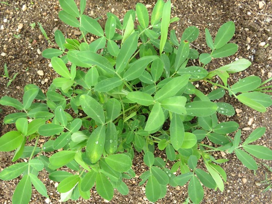 f:id:ushidama:20190704064947j:plain