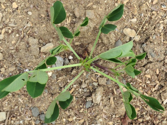 f:id:ushidama:20190704065051j:plain