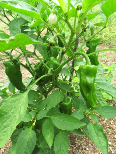 f:id:ushidama:20190704070648j:plain