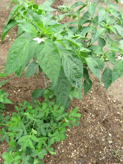 f:id:ushidama:20190704115747j:plain