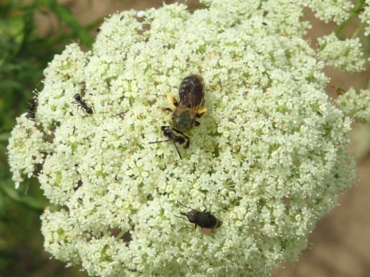 f:id:ushidama:20190708072720j:plain