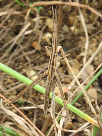 f:id:ushidama:20190708073014j:plain