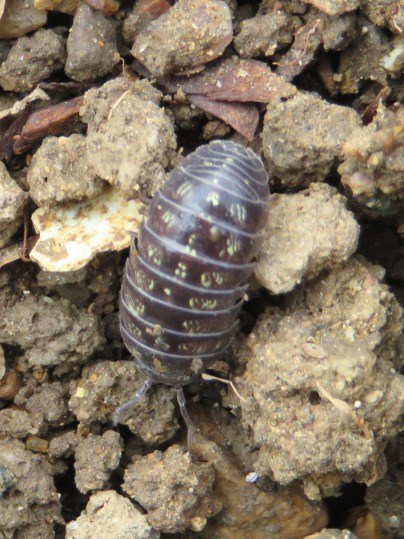 f:id:ushidama:20190708073048j:plain