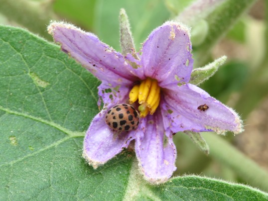 f:id:ushidama:20190708073307j:plain