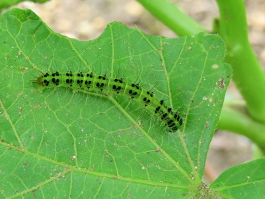 f:id:ushidama:20190708073410j:plain