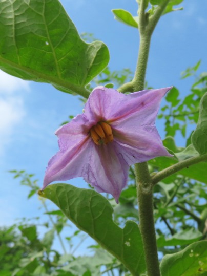 f:id:ushidama:20190711155347j:plain
