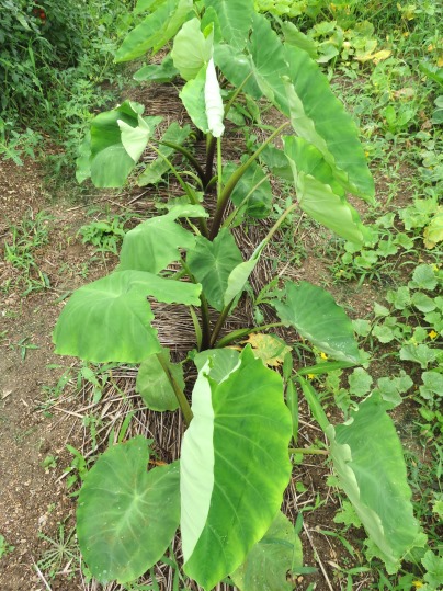 f:id:ushidama:20190717070344j:plain f:id:ushidama:20190717070344j:plain