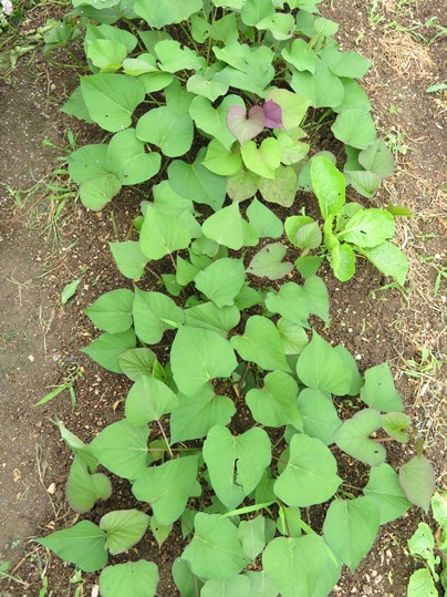 f:id:ushidama:20190717070534j:plain f:id:ushidama:20190717070534j:plain