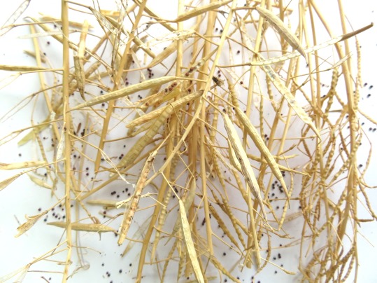 f:id:ushidama:20190724070631j:plain f:id:ushidama:20190724070631j:plain