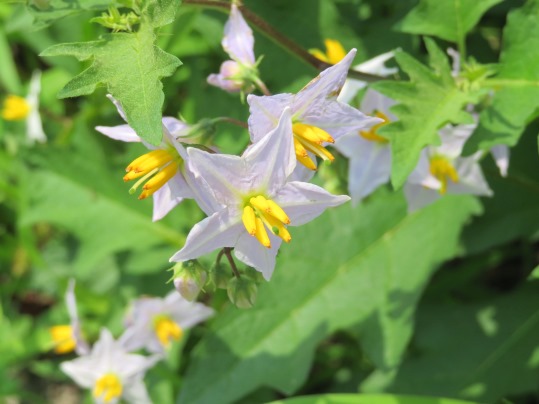 f:id:ushidama:20190726063758j:plain