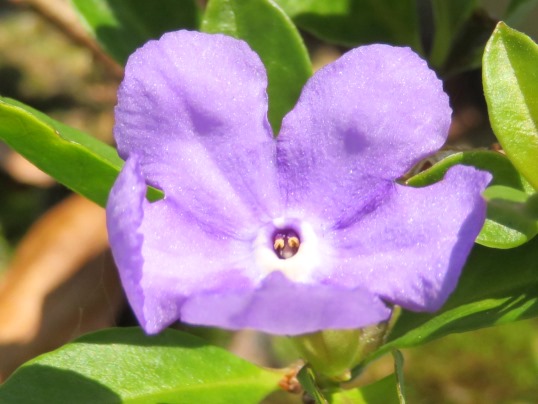 f:id:ushidama:20190727104014j:plain f:id:ushidama:20190727104014j:plain