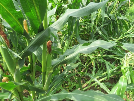 f:id:ushidama:20190728174034j:plain