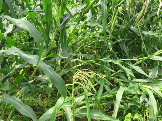 f:id:ushidama:20190728174055j:plain