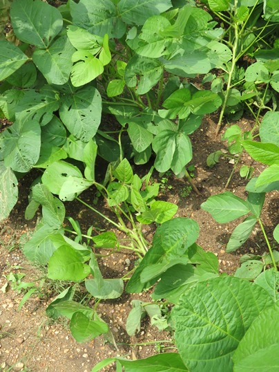 f:id:ushidama:20190728174311j:plain