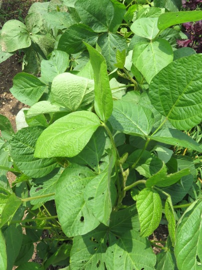 f:id:ushidama:20190728174348j:plain