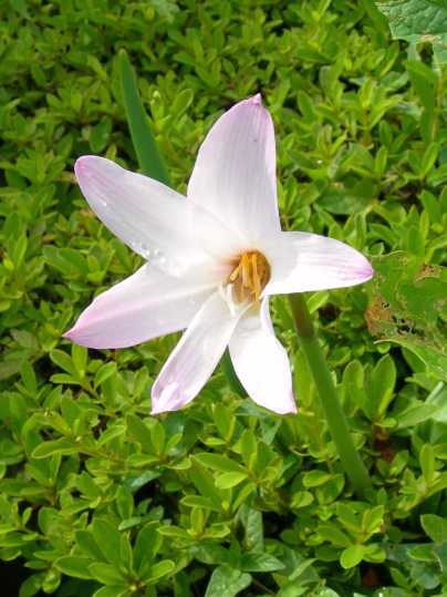 f:id:ushidama:20190821055628j:plain