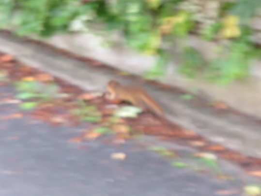 f:id:ushidama:20190901144752j:plain