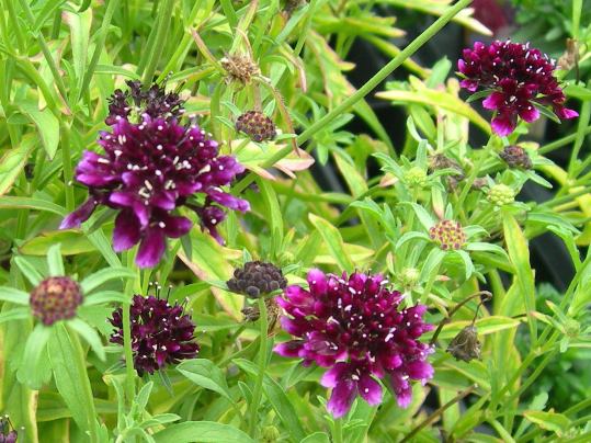 f:id:ushidama:20190915092510j:plain