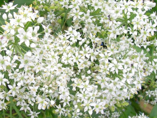 f:id:ushidama:20190918062006j:plain f:id:ushidama:20190918062006j:plain
