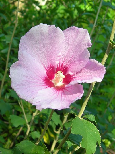 f:id:ushidama:20190921065431j:plain f:id:ushidama:20190921065431j:plain