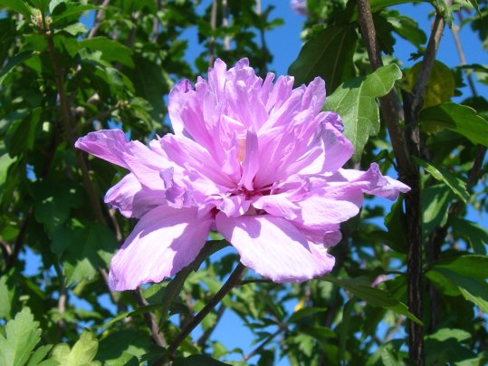 f:id:ushidama:20190921065512j:plain f:id:ushidama:20190921065512j:plain