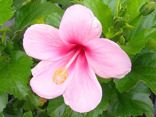 フヨウの仲間の花 Ushidama Farm