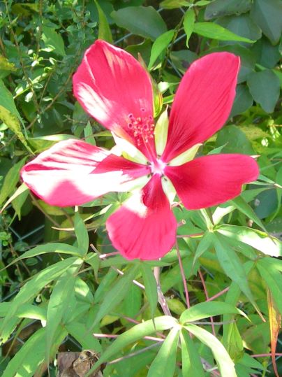 f:id:ushidama:20190921071101j:plain f:id:ushidama:20190921071101j:plain
