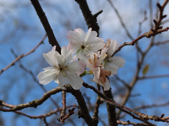 f:id:ushidama:20191012110914j:plain