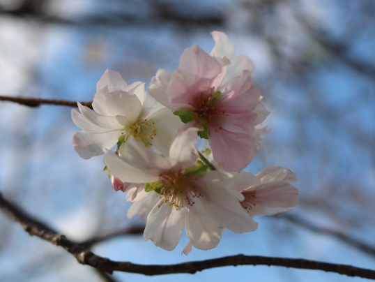 f:id:ushidama:20191012110931j:plain