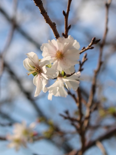 f:id:ushidama:20191012110948j:plain