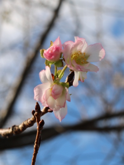 f:id:ushidama:20191012111002j:plain
