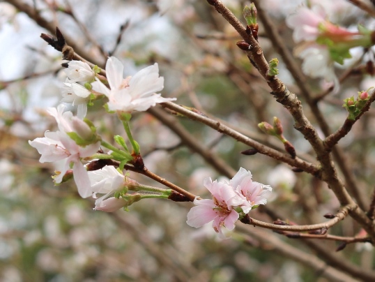 f:id:ushidama:20191012111023j:plain