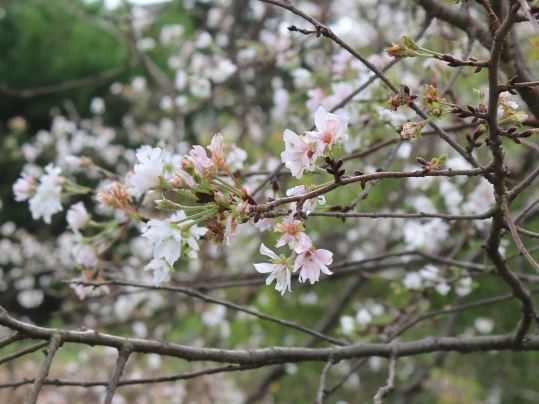 f:id:ushidama:20191012111100j:plain